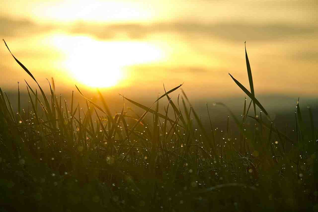 grass, sunrise, sun